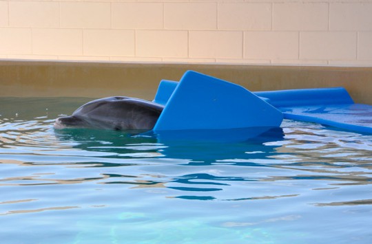 Winter - The Dolphin