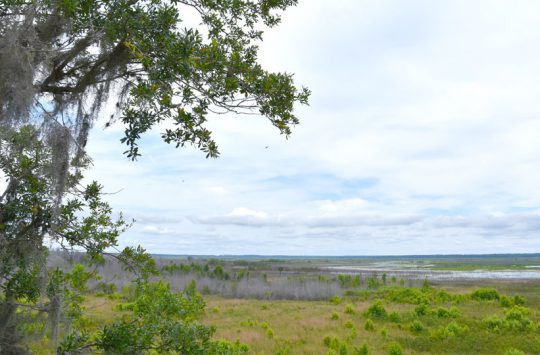 Paynes Praire Preserve State Park
